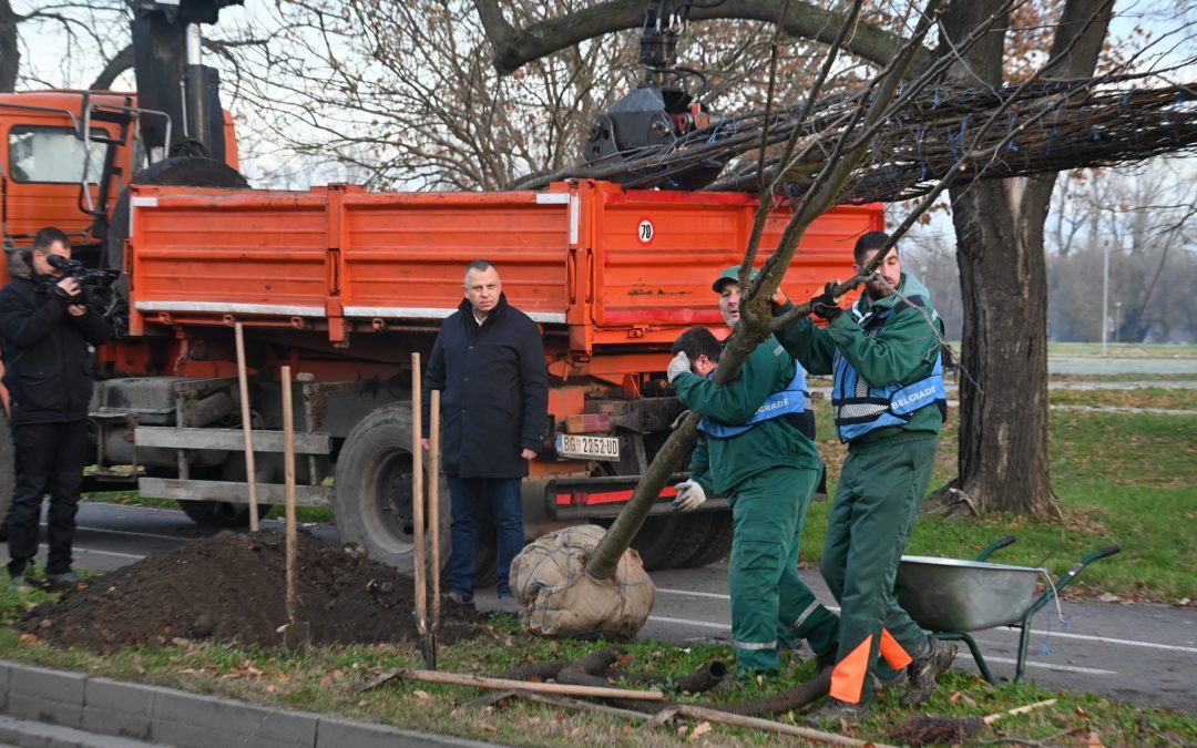 Акција „Зелени Нови Београд“, биће настављена у среду, у Булевару Зорана Ђинђића