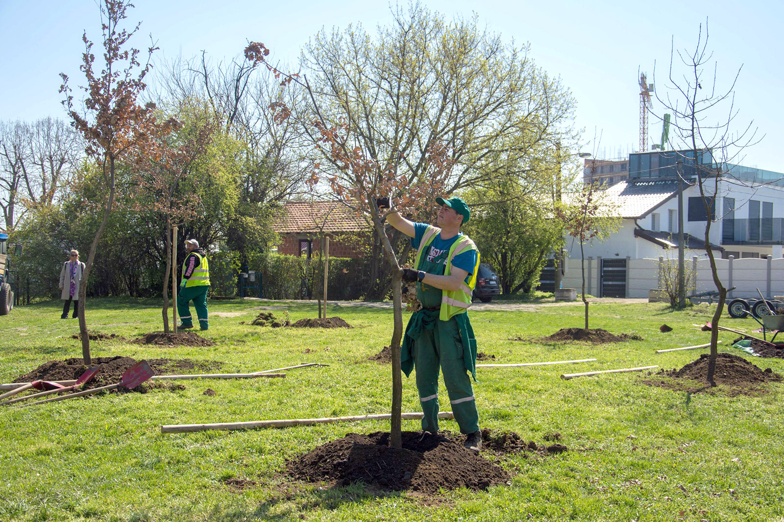 sadnja-hrasta-zeleni-nbg-12