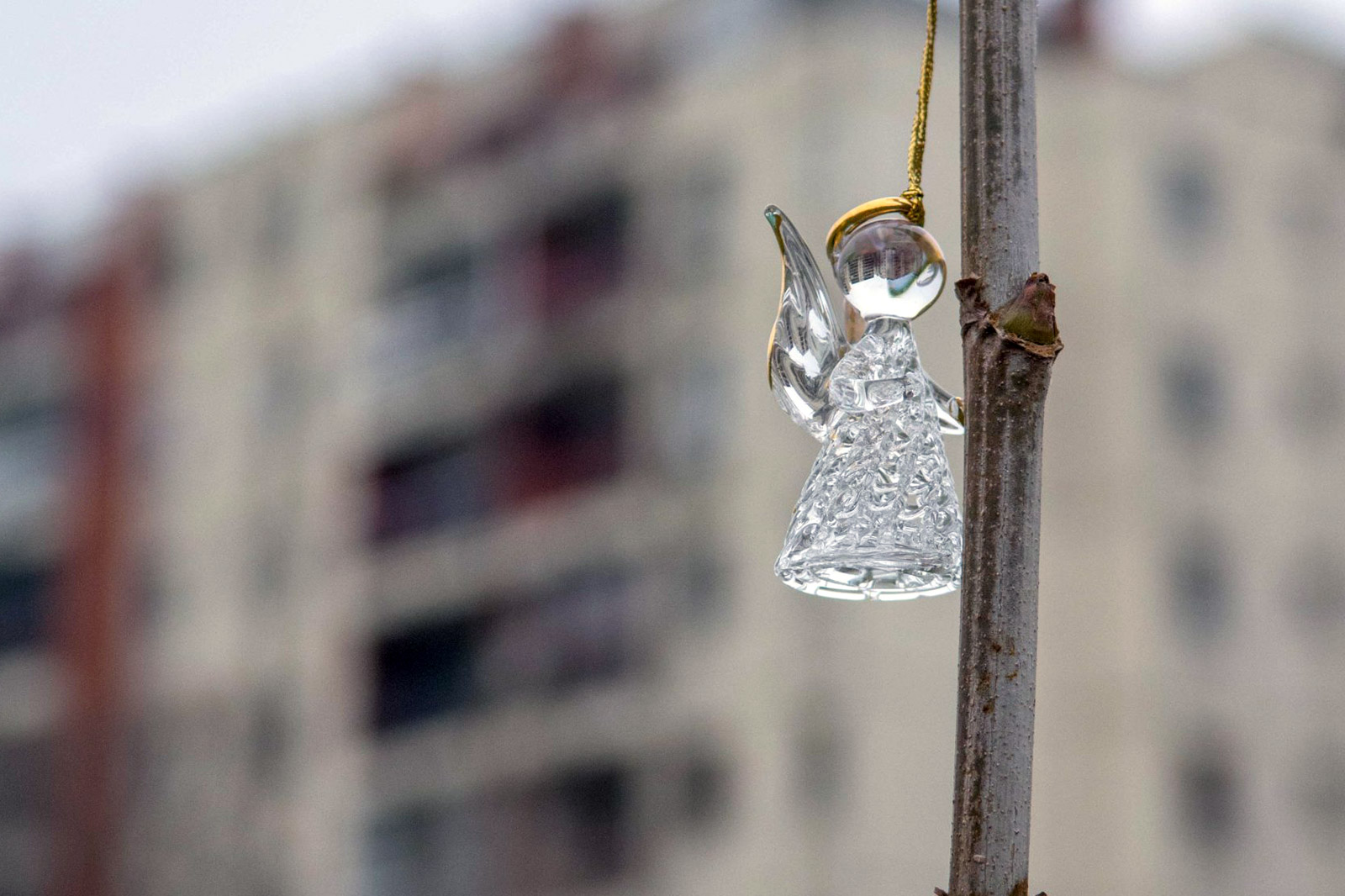 vrt-nade-nbg-sadnice-drveca-08