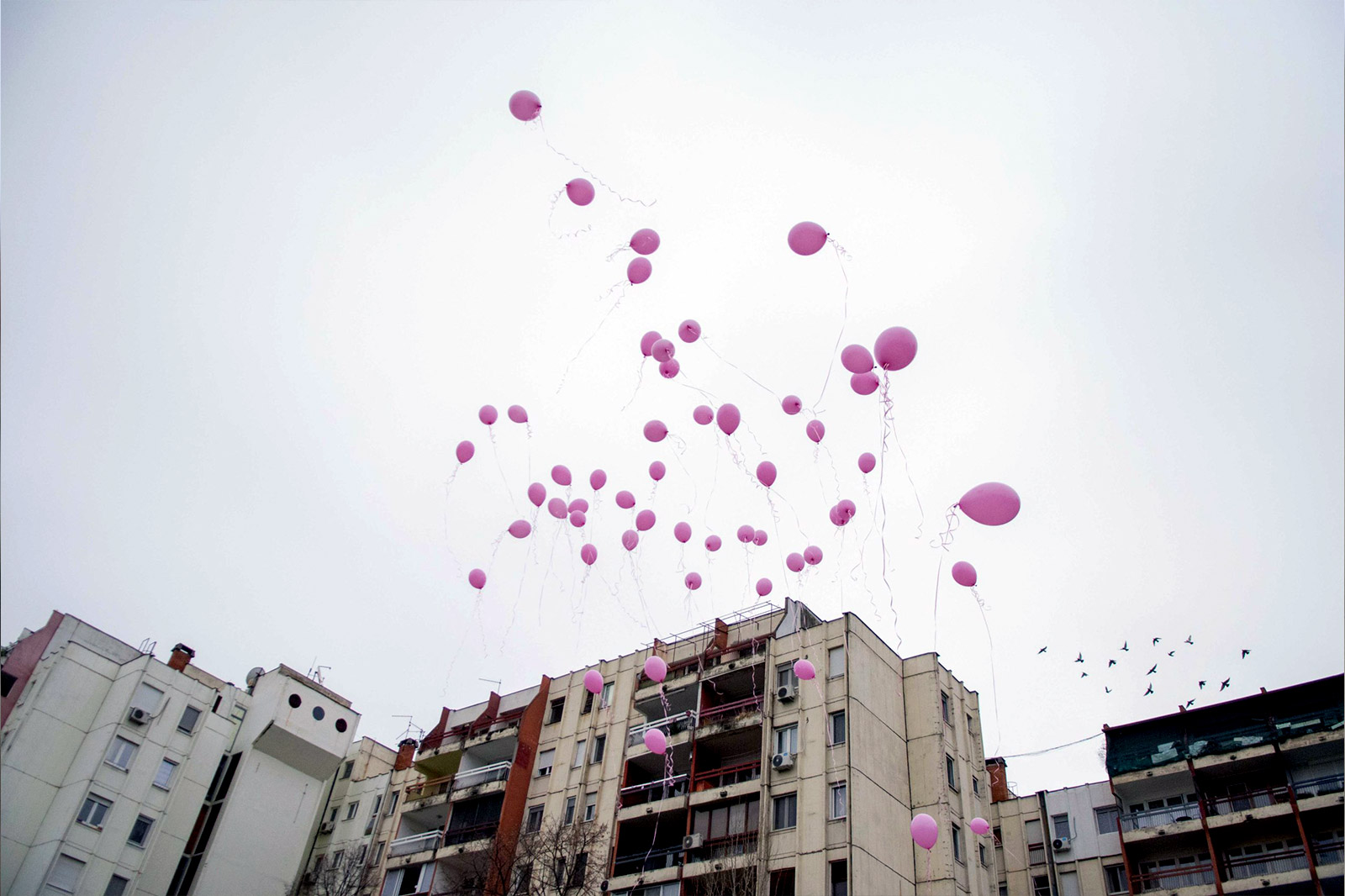 vrt-nade-nbg-sadnice-drveca-13