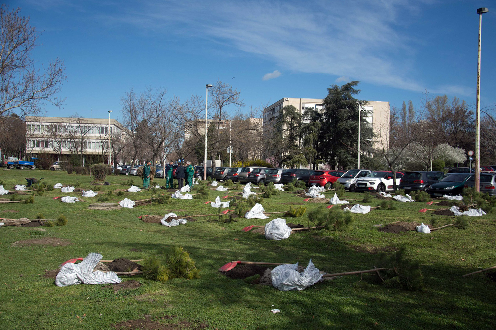 zeleni-nbg-drvece-10