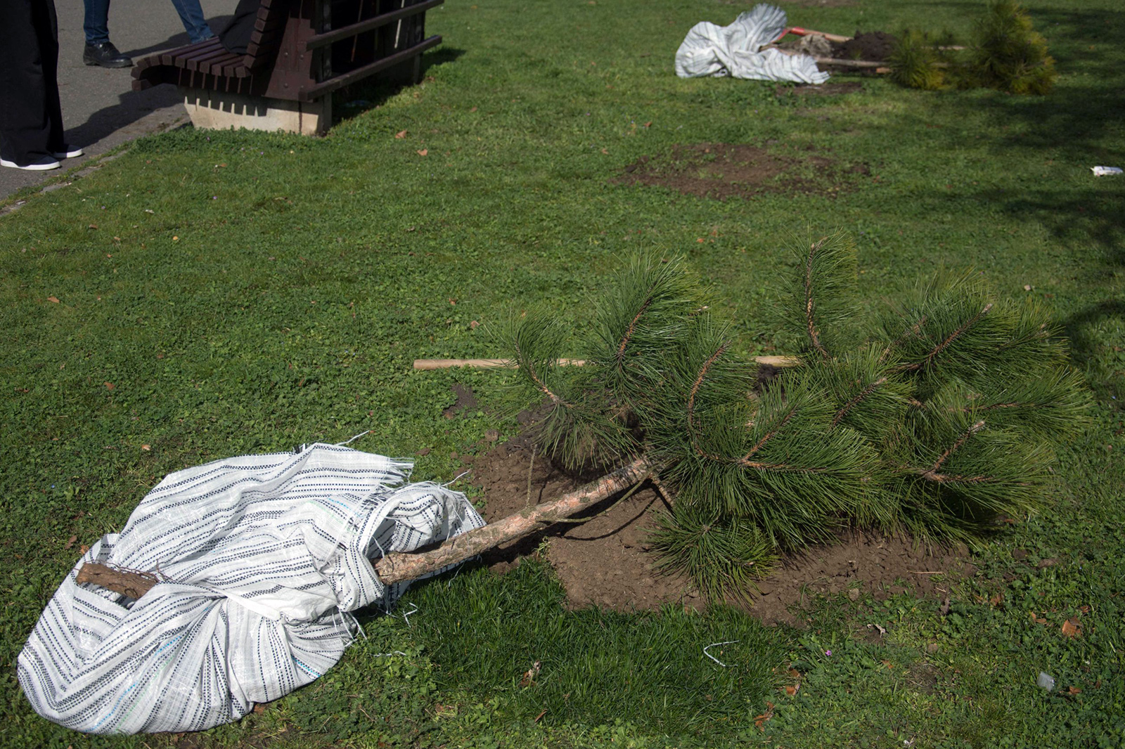 zeleni-nbg-drvece-12